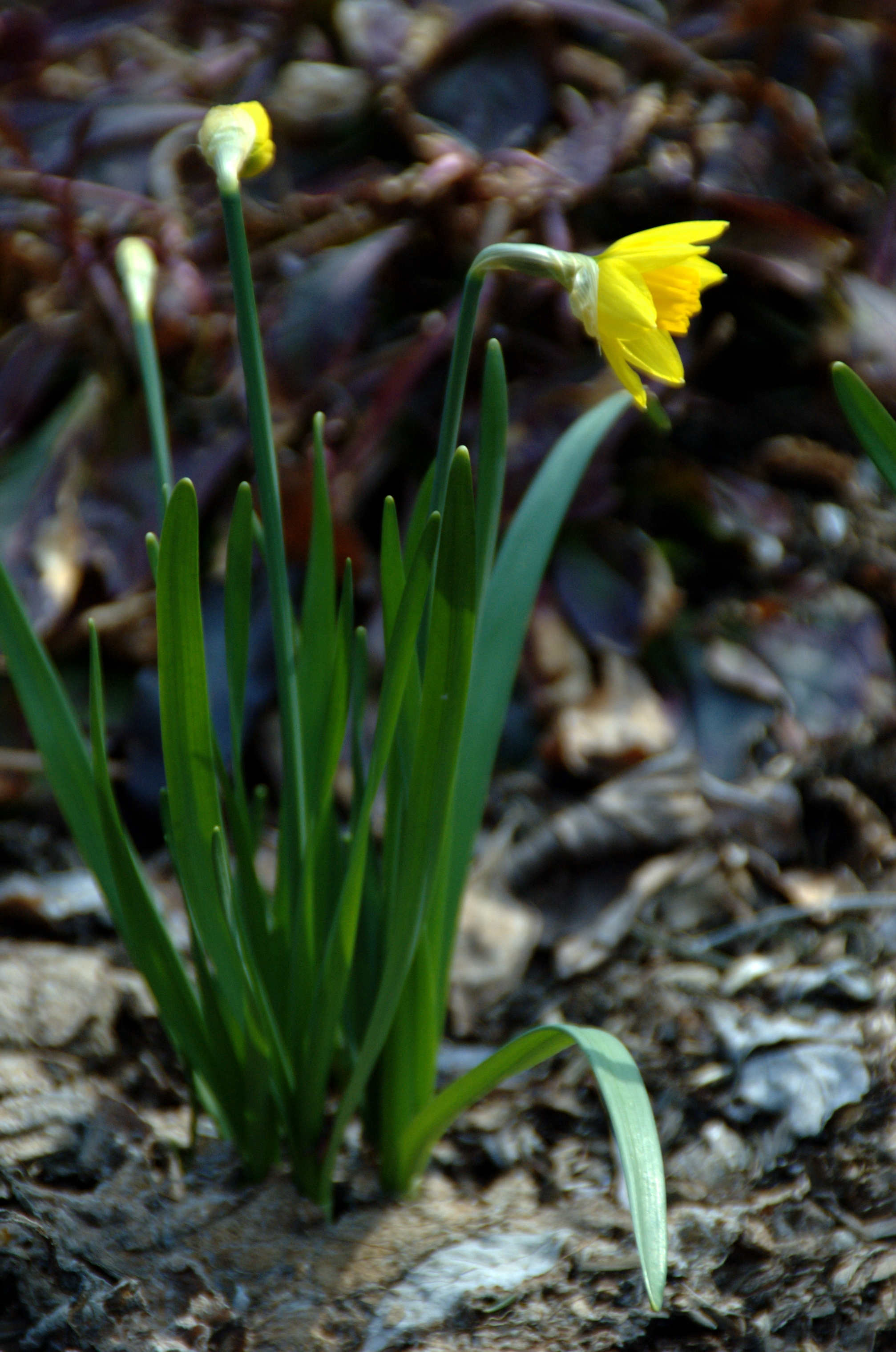 Our First Daffodil Bloom