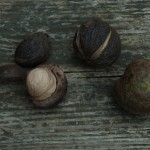 How-to: Hickory Nuts