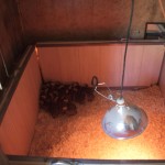 Young keets in our collapsable pen