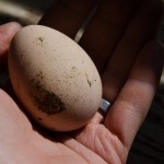 First Guinea Egg of the Year!